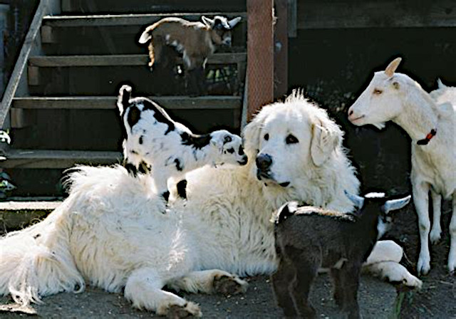 Akbash Dog