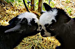 Kid Dwarf Goat