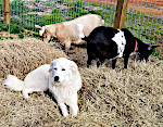 Akbash with Goats