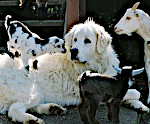 Akbash with Goats 2