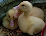 Ducklings