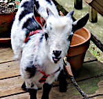 Dwarf Goat on a Leash