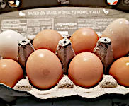 Eggs in Carton