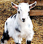Goat - Trouble
