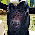 Howdy I'm A Goat