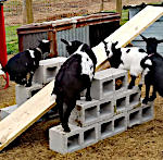 Goat Jungle Jim
