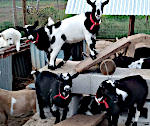Goat Jungle Jim 2