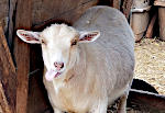 Goat Sticks Out Tongue
