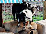 Goats on Dog House