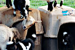 Goats on Dog House 2