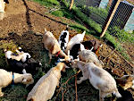 Dwarf Goats Eating
