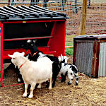 Goat Feader