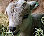 Kid Dwarf Goat