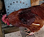 Rooster