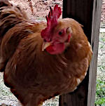 Rooster
