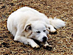 Sleepy Akbash