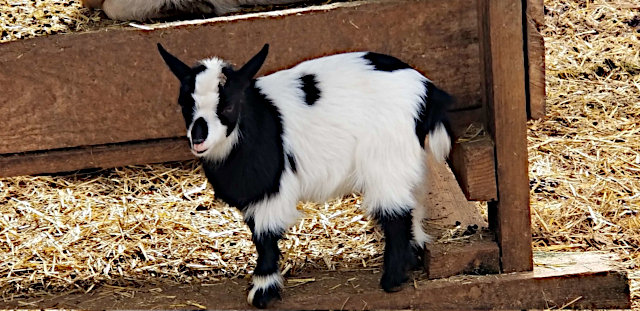 Nigerian Dwarf Goat