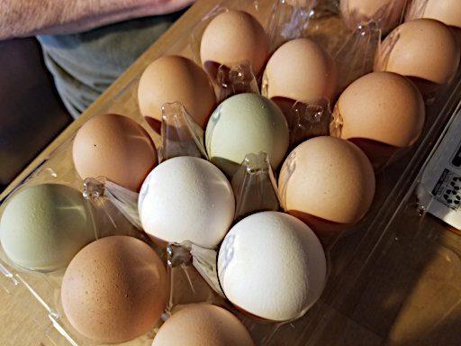 Fresh Yard Eggs
